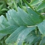 Vicia lens Hoja