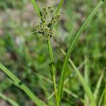 Scirpus atrovirens Libunga