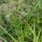 Scirpus atrovirens Хабит