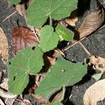 Pavonia cancellata Blad