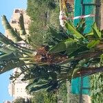 Strelitzia nicolai Φύλλο