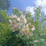 Philadelphus lewisiiFlor