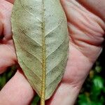 Elaeagnus macrophylla Lehti