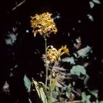 Platanthera ciliaris Fiore