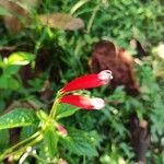 Centropogon cornutus Flower