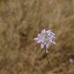 Cephalaria transsylvanica Blodyn