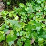 Ranunculus hederaceus Leaf