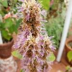 Pogostemon heyneanus Flower