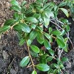 Cotoneaster integrifolius 叶