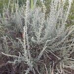 Artemisia herba-alba ശീലം