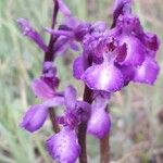 Anacamptis champagneuxii Blüte