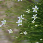 Sabulina austriaca Bloem