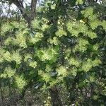 Xanthostemon carlii Habitus