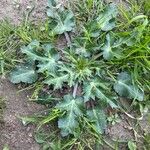 Eryngium creticum 其他