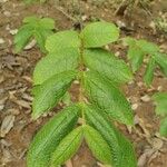 Strophanthus hispidus Blatt