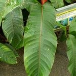 Heliconia stricta Leaf