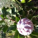 Protea cynaroidesLeaf