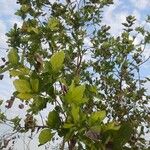 Combretum collinum Leaf