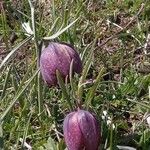 Fritillaria tubaeformis Õis