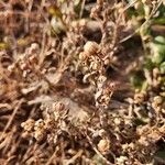 Gutenbergia boranensis Fruit