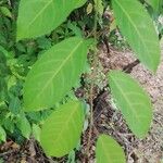 Cleistanthus ripicola Hoja