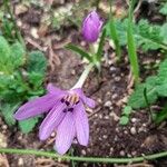 Colchicum cupanii Kvet