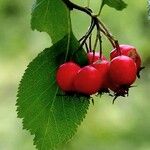 Crataegus persimilisΦρούτο