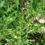 Sonchus arvensis Leaf