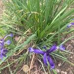 Iris sintenisii Flower