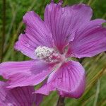 Malva olbia Flower