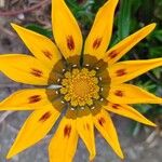 Gazania linearisFlower