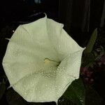 Datura innoxiaΛουλούδι