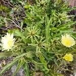 Hieracium intybaceum HoppeFloare