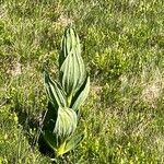 Veratrum californicum Foglia