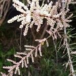 Tamarix parviflora Kvet