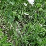 Paradisea liliastrum Habit