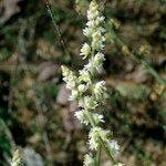 Sesamoides purpurascens その他の提案