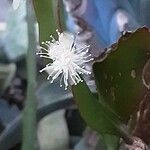 Rhipsalis elliptica പുഷ്പം