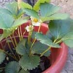 Fragaria chiloensis Листок