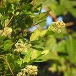 Forsteronia guyanensis Yeri