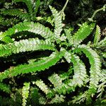 Adiantum hispidulum Leaf