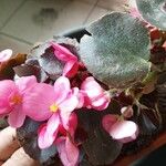 Begonia cucullata 花