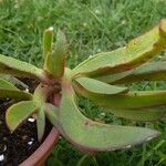 Carpobrotus chilensis Hoja