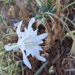 Pancratium maritimumFlor