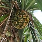 Pandanus tectorius Fruto