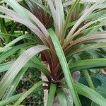 Beaucarnea recurvata Leaf