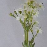 Galium debile 花