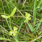 Valerianella eriocarpa Likasa