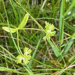 Valeriana eriocarpa Blad