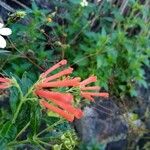 Bouvardia ternifolia Λουλούδι